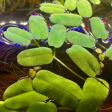 Image result for Salvinia hastata