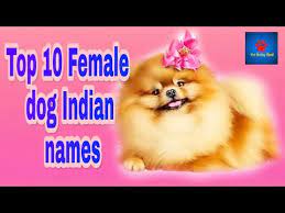 Finding the right inspiration can be tricky, but you will definitely find energetic and friendly name for your dog. Top 10 Female Dog Indian Names Youtube