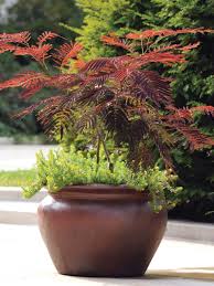 Image result for Albizia