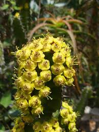 Image result for Euphorbia ingens