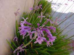 Image result for Tulbaghia alliacea