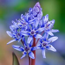 Image result for Scilla