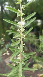Image result for Polystachya leonardiana