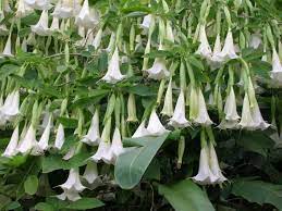 The nighttime fragrance is overwhelming. Angel Trumpet White Brugmansia Suaveolens Tropical Beauty Caribbeangardenseed