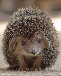 Pin By Teresa On Hedgehogs Cute Animals Animals Wild Baby Animals