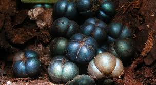 Image result for Margaritaria