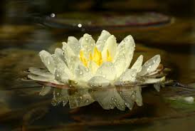 Widespread and common in grassy areas up to 7,000 feet in elevation. Wallpaper Waterlily Lily Flower Flowers Bloom Blossom Flowering Petal Petals Plants Nature Macro Drop Drops Droplet Blob Dropsonthepetals Water Waterdroplets Shadow Bokeh Thelight February Winter Person Birthday White