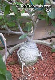 Image result for Fockea angustifolia