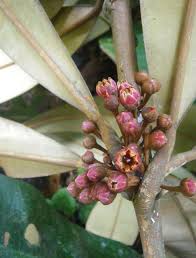 Image result for Ixora kalehensis