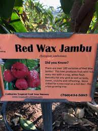 The fruit is excellent out of hand or can be used any way that grapes are used. California Tropical Fruit Tree Nursery Home Facebook