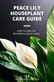 Spathphyllum plant, or peace lily, needs bright, indirect light but can be maintained at lower light levels. How To Care For A Peace Lily Indoors My Top Tips Smart Garden Guide