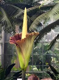 The rare flower usually blooms between july and november before slowly dying. Corpse Flower Bloom 2016 United States Botanic Garden