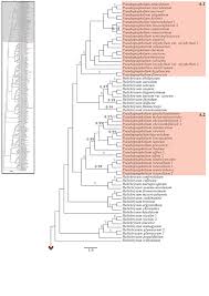 Image result for Pseudognaphalium oligandrum