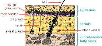 Human Biological Adaptability Skin Color As An Adaptation