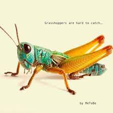 Equivalent to grass +‎ hopper. Grasshoppers Are Hard To Catch By Metobe By Metobe Echoes From Venus