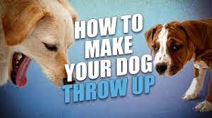 How To Make A Dog Throw Up Safely And Quickly Youtube