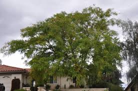 Image result for Tipuana