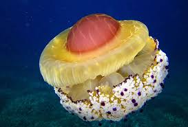 This distinctive bell is what gives. Fried Egg Jellyfish Is The Most Cute And Yummiest Jelly In The World Natureisfuckinglit