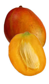 Mango trees as components of agroforestry systems in mangwende, zimbabwe. Mango Tree Julie Dwarf Varierty Grafted