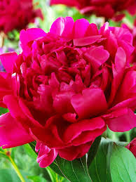 Its dark shiny lobed leaves look lovely even after the blooms are gone. Buy Peonies Online Peony Plants For Sale The Tree Center