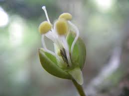 Image result for Anthonotha macrophylla