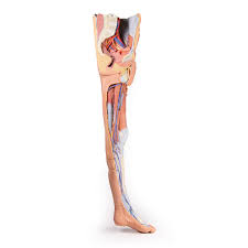 Emg data were quantified by integration and expressed as a percentage of the total electrical activity of the 4 muscles. 3d Leg Model With Male Pelvis Superf Dissection Erler Zimmer Mp1818