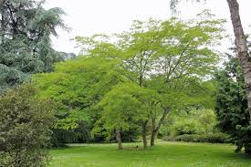 Image result for Albizia isenbergiana