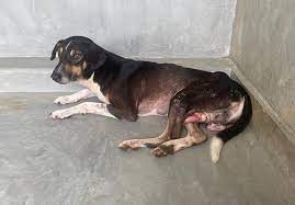 dogcareclinicev on Instagram: "Today, we share the story of Kalu, a dog  battling a devastating form of cancer called TVT (Transmissible Venereal  Tumor) in the genital area. 😳 The sight of his