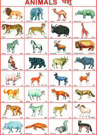 Listen and write the numbers id: Animals Name For Kids In English And Hindi Wild Pet Water Sea à¤œ à¤¨à¤µà¤° à¤• à¤¨ à¤®