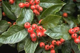 Food distribution event february 26, 2021. A Tree To Try Lavelle Hawthorn A Lotta Love For Lavelle Urban And Community Forestry In Washington State