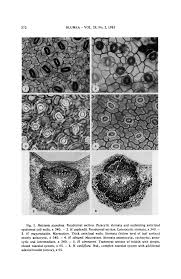 Image result for Heisteria zimmereri