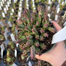 Image result for Stapelia