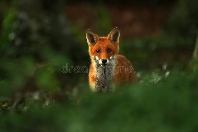 368 British Fox Hunting Stock Photos - Free & Royalty-Free Stock Photos from Dreamstime