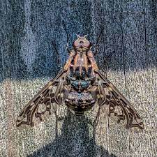 Opusnbill S Instagram Profile Post Tiger Bee Fly Sitting On A Fence Love The Detail In Their Wings Shotoniphone Instagram Bee Wings