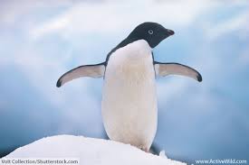 Find images of cute animals. Animals That Start With P List Of Amazing Animals Beginning With P