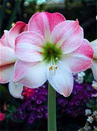 A Z List Of Houseplants That Are Poisonous To Your Cats Amaryllis Flowers Beautiful Flowers Flower Photos