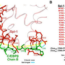 PDF) A combined computational and experimental approach reveals the  structure of a C/EBPβ:Spi-1 interaction required for IL1B gene transcription