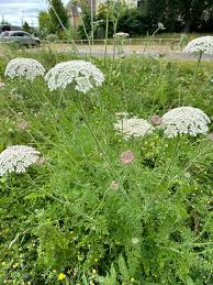 Image result for Daucus carota