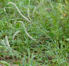 Image result for Hermbstaedtia