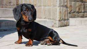 Maybe you would like to learn more about one of these? Dachshund Puppies For Sale Nyc Central Park Puppies