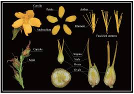 Image result for Jasminum breviflorum