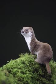 Maybe you would like to learn more about one of these? Lasica Zwierze Ktore Meczy Sie Najbardziej Gdy Odpoczywa National Geographic