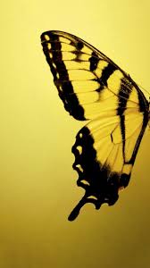 Check spelling or type a new query. Pin By Maggie Gorham On The Butterfly Effect Yellow Butterfly Yellow Aesthetic Butterfly