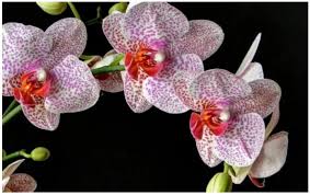 Perbedaan tanaman anggrek dengan tanaman lainnya terdapat pada bentuk bunganya. Flora And Fauna Jenis Bunga Anggrek Beserta Gambar Dan Ciri Cirinya
