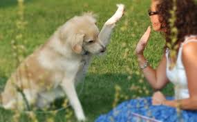 Happy tails are featured on the website, on the shelter's social media, and in our seasonal brief paws magazine. Happy Tails Puppies Complaints Familienfreudlich