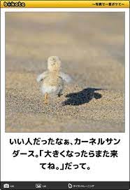 pin by 秀昭 on 癒し系 cute funny animals funny images cute animals images
