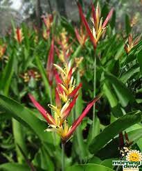 I've never heard or seen a lady di heliconia, so you are right, i didn't recognize her. Heliconia Psittacorum Lady Di