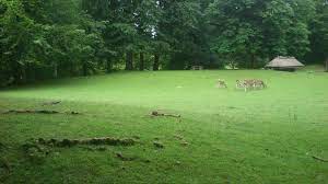 In our 2020 q3 results, we outlined the future of. Marselisborg Deer Park Wikipedia