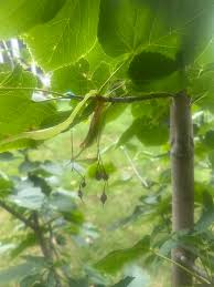 Image result for Agelanthus sambesiacus