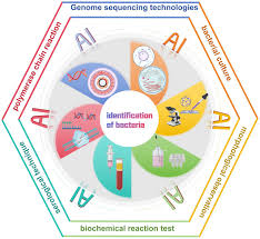 Frontiers | Artificial intelligence applications in the diagnosis and  treatment of bacterial infections